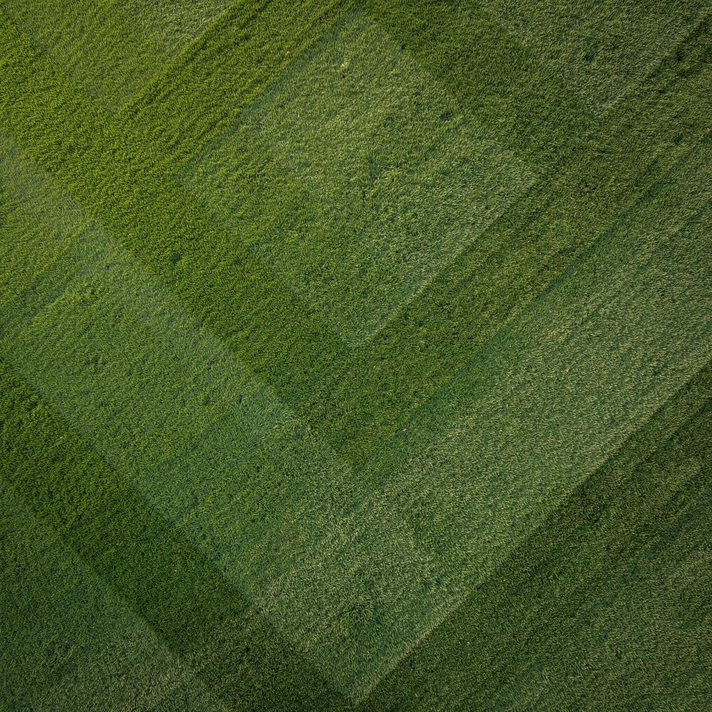 Beautiful grass stripe pattern from professional mowing