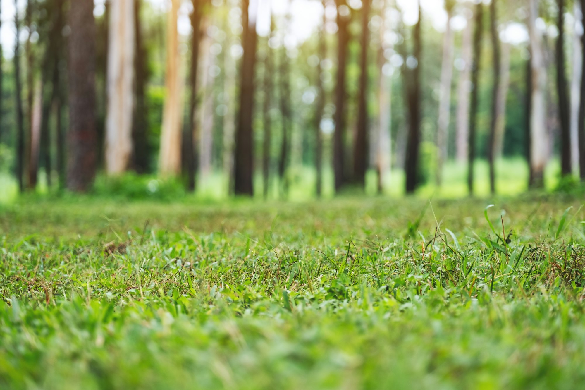 Beautifully maintained grass lawn in a park setting