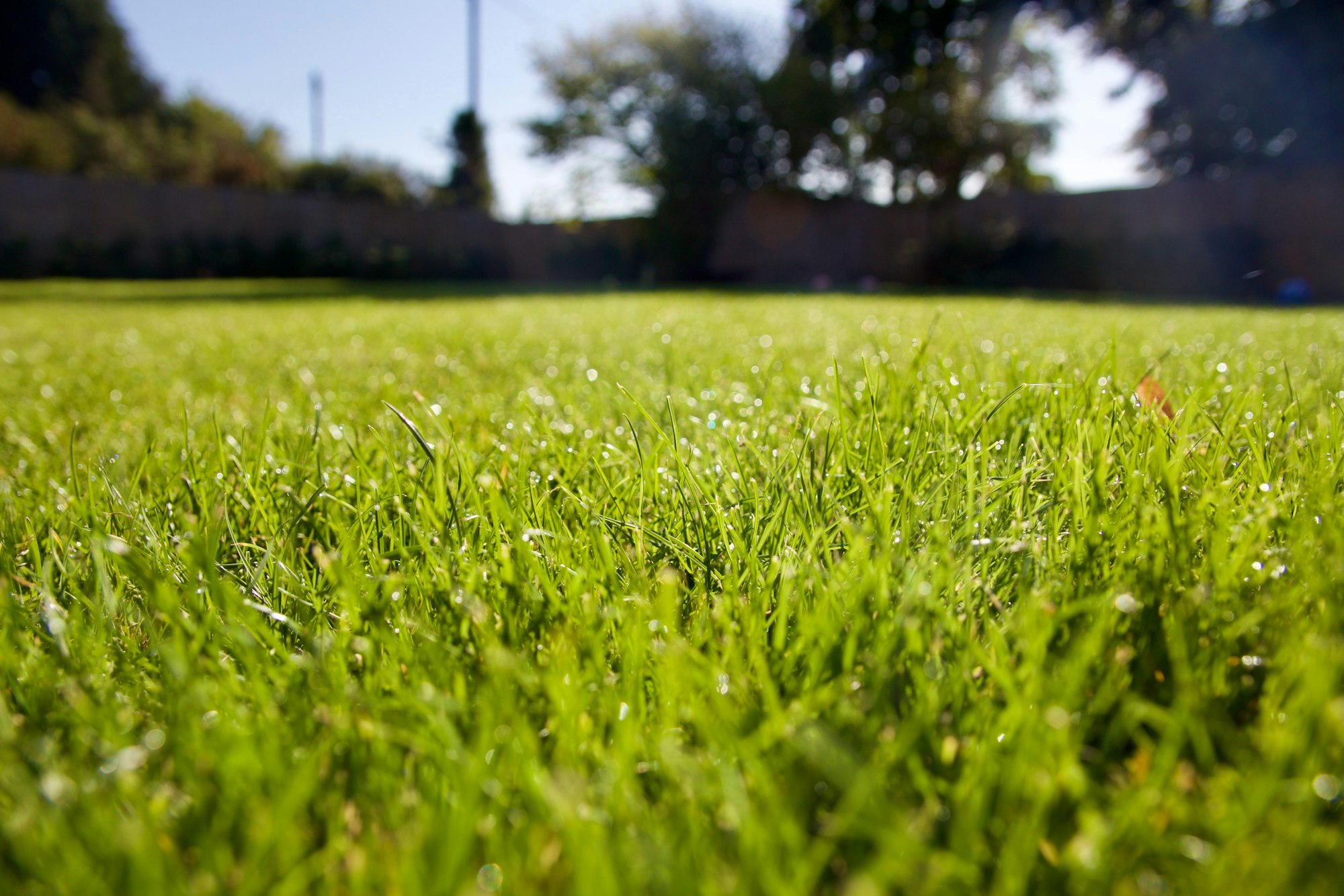Dewy green lawn with selective focus showing healthy grass