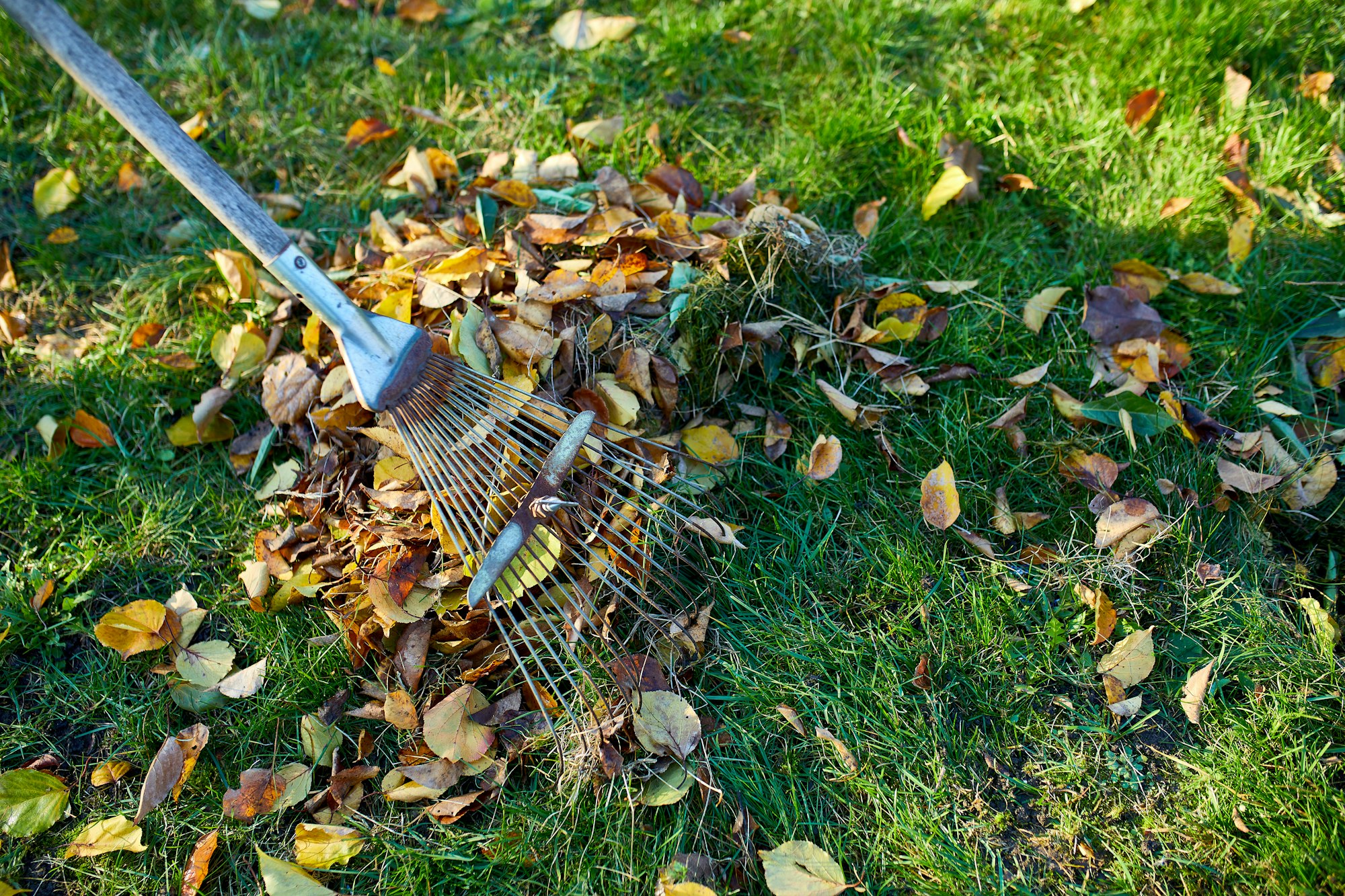 Fall leaves cleanup and seasonal yard maintenance