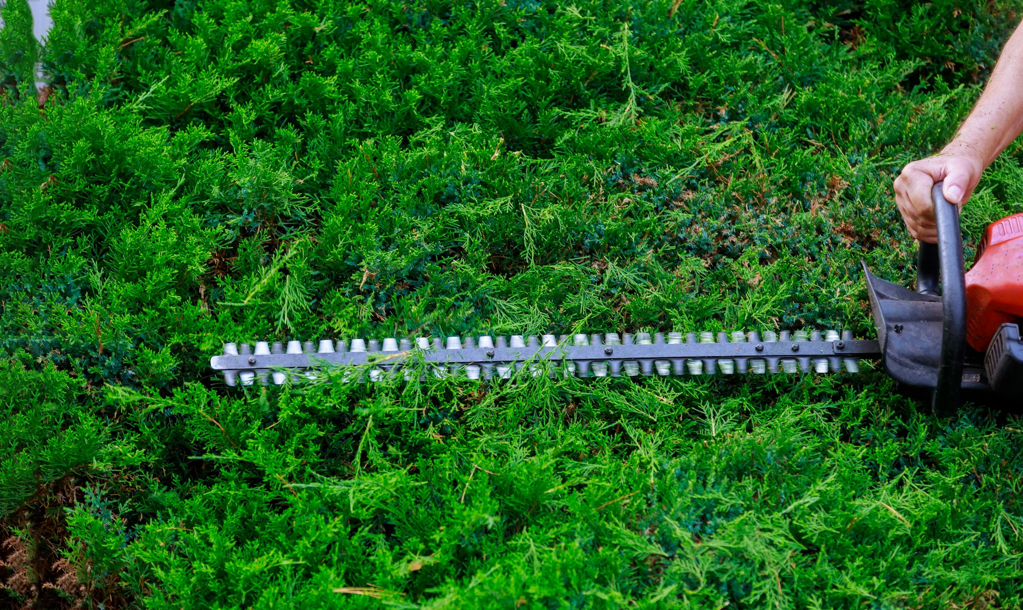 Professional gardener trimming lawn edges