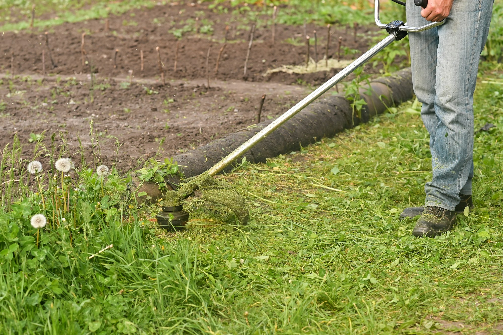 Mowing tall grass with a lawn trimmer in a backyard